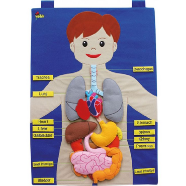 Фланелеграф "Анатомия" - «globural.ru» - Ростов-на-Дону