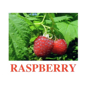 "Berries-1" ("Ягоды-1") английские карточки Домана - «globural.ru» - Ростов-на-Дону