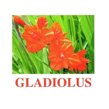 "Flowers-1" ("Цветы-1") английские карточки Домана - «globural.ru» - Ростов-на-Дону