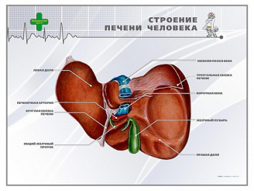 Стенд "Строение печени человека" - «globural.ru» - Ростов-на-Дону