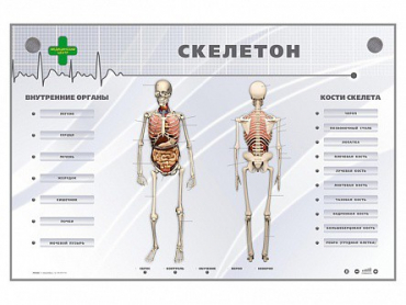 Электрифицированный стенд-тренажер "Скелетон" - «globural.ru» - Ростов-на-Дону