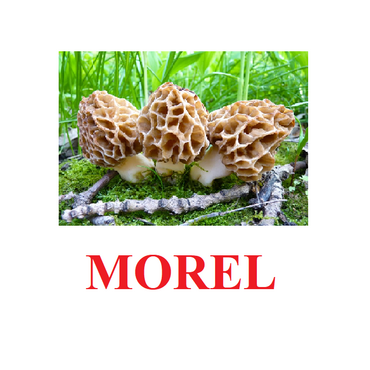 "Mushrooms" ("Грибы") английские карточки Домана - «globural.ru» - Ростов-на-Дону