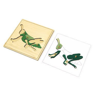 Строение кузнечика с контуром - «globural.ru» - Ростов-на-Дону