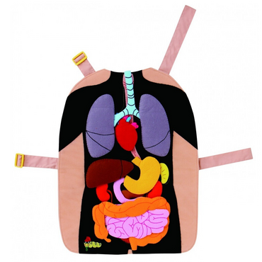 Фланелеграф-фартук "Анатомия" - «globural.ru» - Ростов-на-Дону