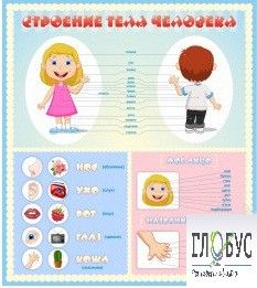 Стенд "Строение человека" для детей - «globural.ru» - Ростов-на-Дону