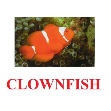 "Fish" ("Рыбы") английские карточки Домана - «globural.ru» - Ростов-на-Дону